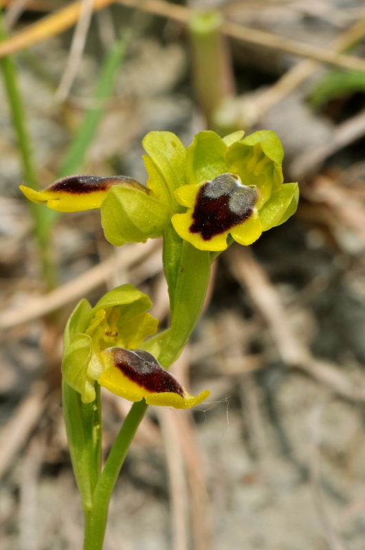 Escursione orchidofila nelle Langhe  (15 maggio)